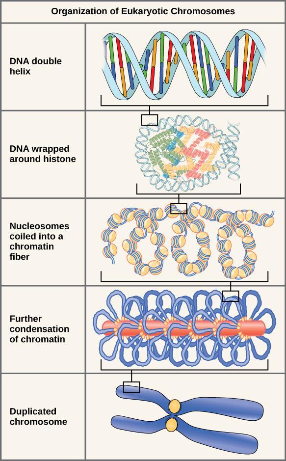 Chapter Dna Packaging And Chromosomes In Fundamentals Of Cell