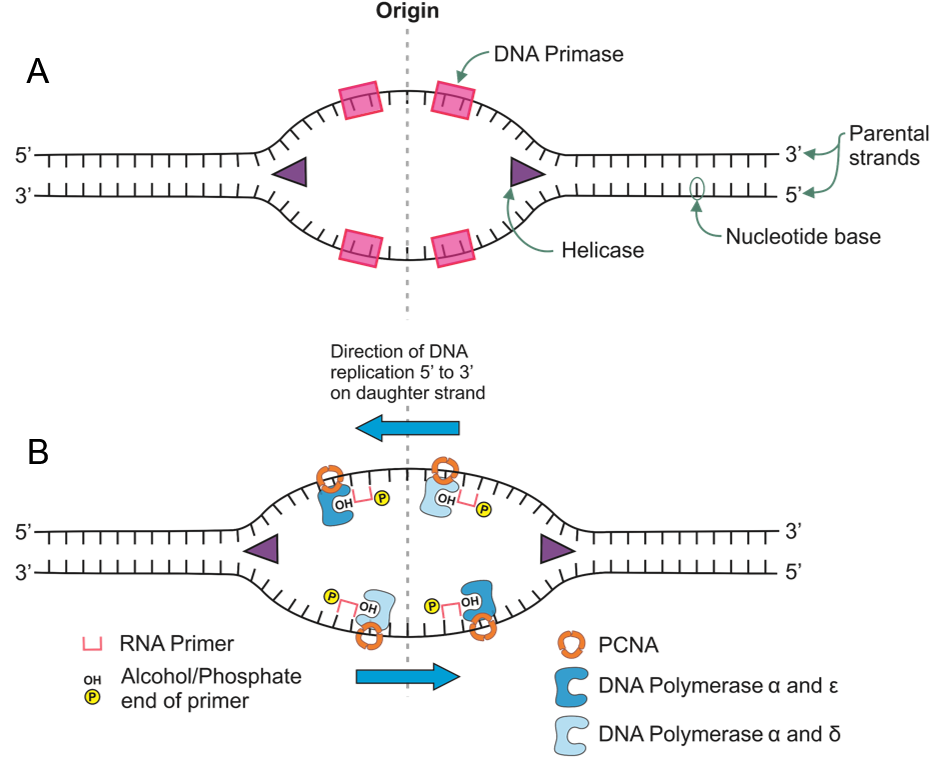 “chapter 14 Dna Replication” In “fundamentals Of Cell Biology” On Openalg