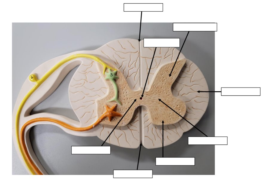 A model of the spinal cord with a transverse view and associated peripheral nervous system structures. Arrows and blank boxes indicate the areas to be labeled.