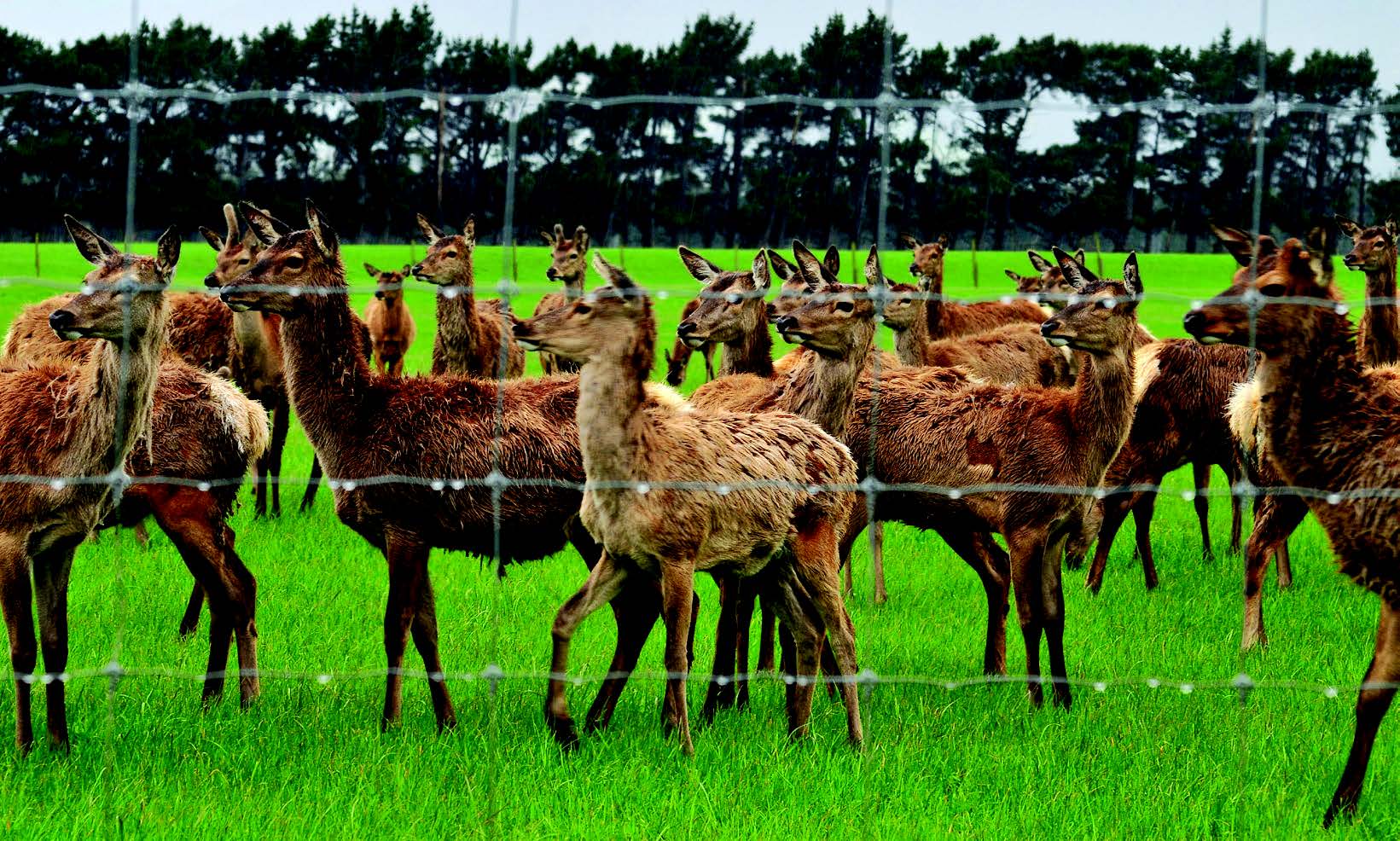 A group of camels in a field Description automatically generated with medium confidence