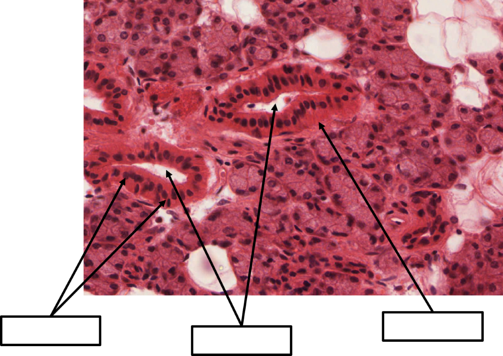A microscope view of the parotid gland with three unlabeled areas indicated by arrows.
