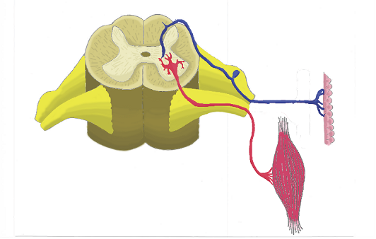A diagram of a transverse section of the spinal cord with nerve roots and motor and sensory neurons extending to cells in the peripheral nervous system. 