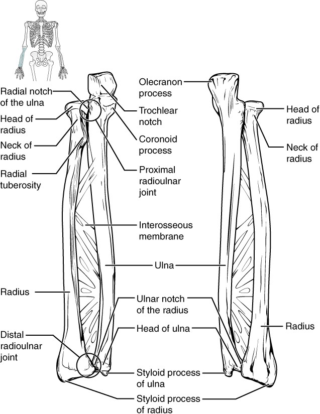 “Anatomy and Physiology Lab I” on OpenALG