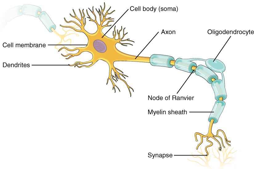 A diagram of a myelinated multipolar neuron from the central nervous system. The major anatomical parts are indicated on the image: cell membrane, dendrites, cell body, axon, node of Ranvier, myelin sheath, synapse, and oligodendrocyte.