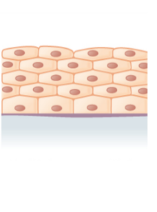 Drawing of stratified squamous cells.