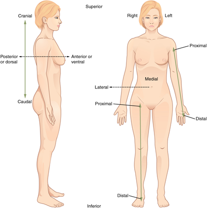 1 Inferior and lateral views of the female lower abdomen, including