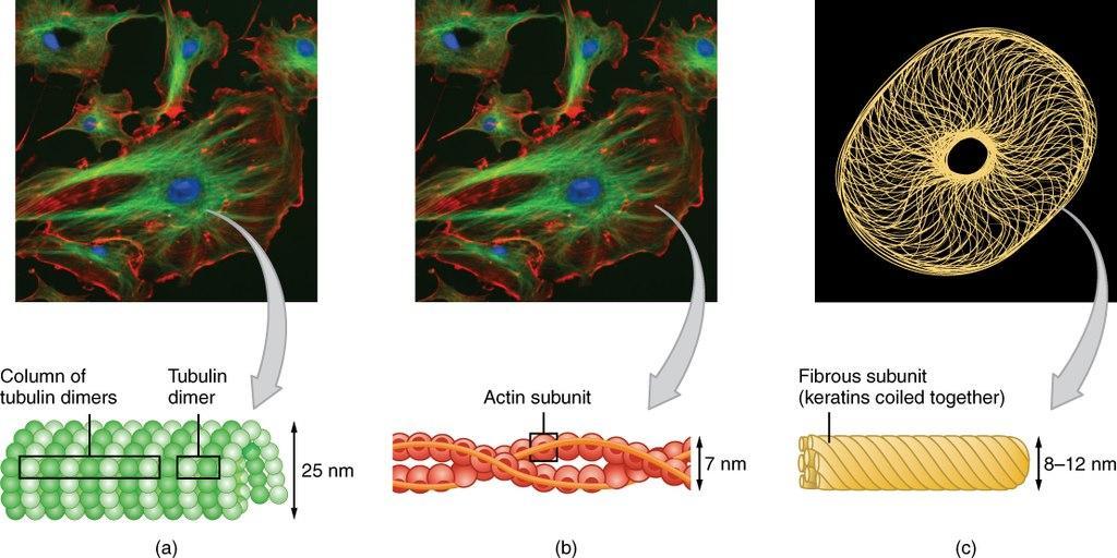 intermediate filaments microtubules microfilaments