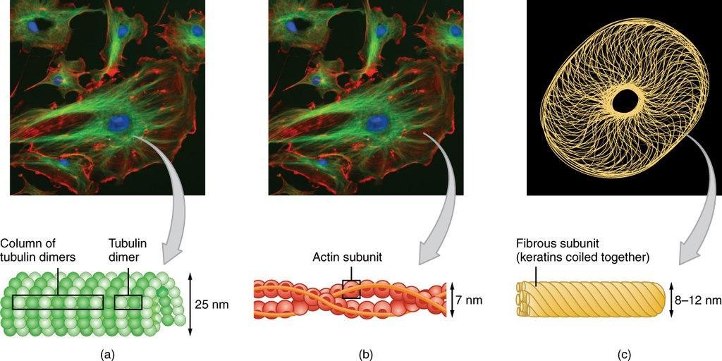 Intermediate Filaments In A Cell