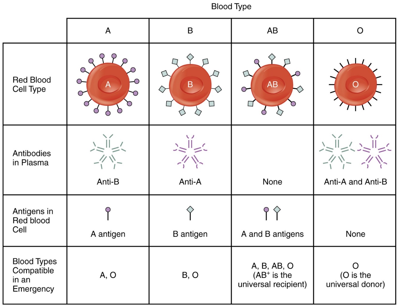 A diagram of blood types. A antigens represented as circles projecting off an A red blood cell. B antigens represented as diamonds projecting off a B red blood cell. A and B antigens projecting off an AB red blood cell. O red blood cell does not have antigens. 

Plasma antibodies in A blood types are depicted as having binding sites for B antigens (anti-B). Plasma antibodies for B blood types are depicted as having binding sites for A antigens (anti-A). AB blood types have neither A nor B antibodies. Plasma antibodies for O blood is depicted as having binding sites for both A antigens and B antigens (anti-A and anti-B). 

https://upload.wikimedia.org/wikipedia/commons/1/1d/1913_ABO_Blood_Groups.jpg