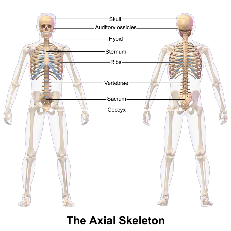 4 - Axial Skeleton” in “Anatomy and Physiology 1 Lab Manual: ABAC”