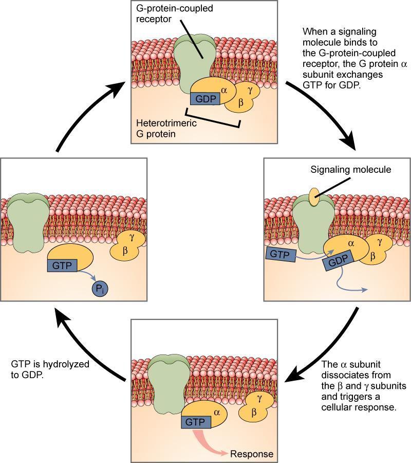 g protein coupled receptors