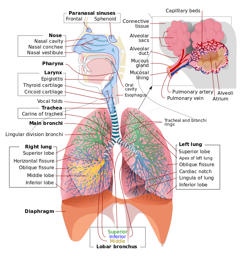 Diagram of the human respiratory system with all the major structures labeled. A small inset image in the top right shows a zoomed in portion of an alveolus from the left lung.