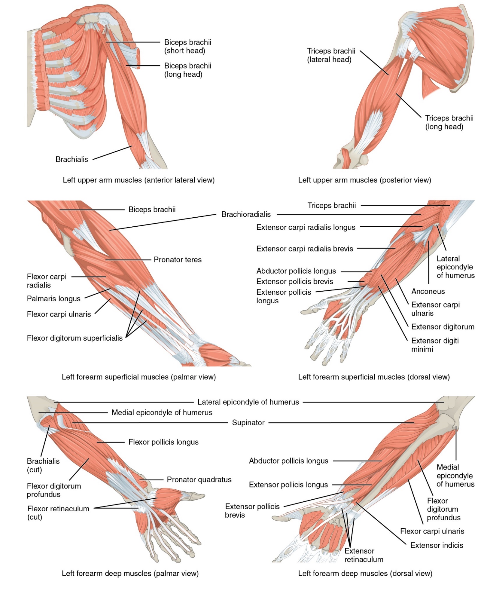Two diagrams of muscles in the forearm and elbow. The left image displays an anterior lateral view with the pectoralis major and deltoid dissected to reveal the deeper muscles of the arm and chest. The right image shows a posterior view of the left upper arm with the deltoid and biceps brachii removed to reveal the muscles of the shoulder and upper arm.