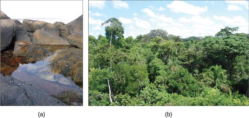 A two-part image labeled a and b. Part a shows smooth rocks surrounding water. Part b showcases a jungle.