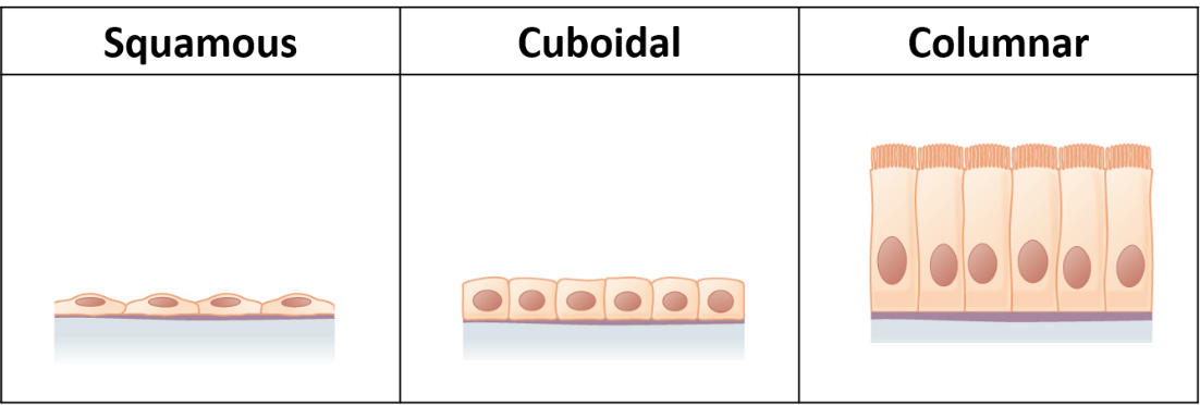 Three diagrams showing the three different shapes of epithelial cells. Left image is a single layer of flattened squamous cells, the middle image is a single layer of boxy cuboidal cells, and the right image is a single layer of tall elongated columnar cells.