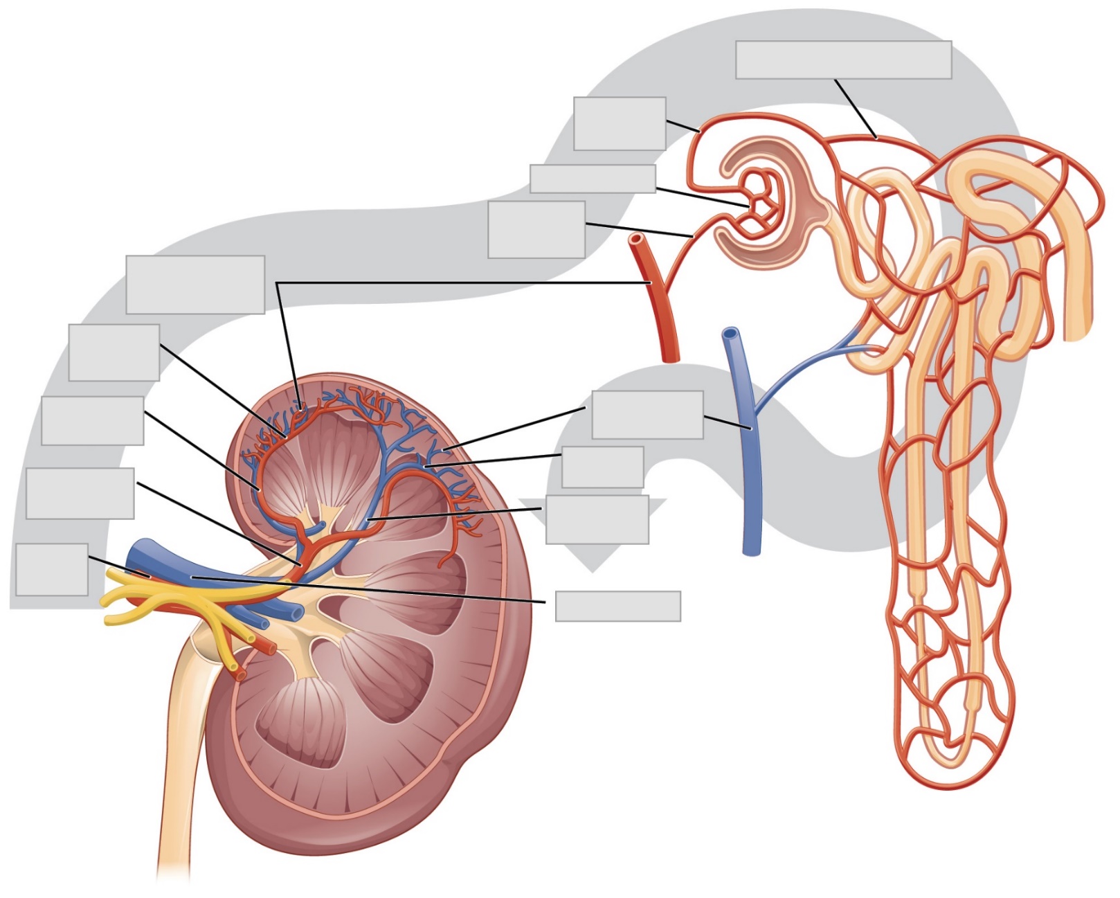 Diagram showing how blood flows into and out of the kidney. A single nephron is enlarged to show the smaller vessels supplying blood for filtration. Major anatomical features are indicated on the diagraph with boxes left blank for labeling.