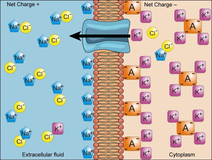 “Chapter 8 - The Electrochemical Gradient” in “Fundamentals of Cell