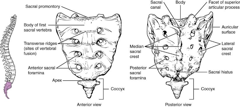 This figure shows the structure of the sacrum and coccyx. The left panel shows the vertebral column with the sacrum and coccyx highlighted in pink. The middle panel shows the anterior view and the right panel shows the posterior view of the sacrum and coccyx.