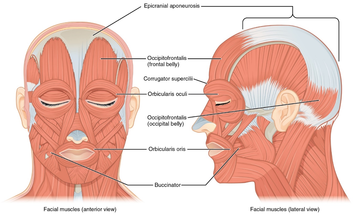A diagram of the face and neck, anterior and lateral views, with muscles labeled.