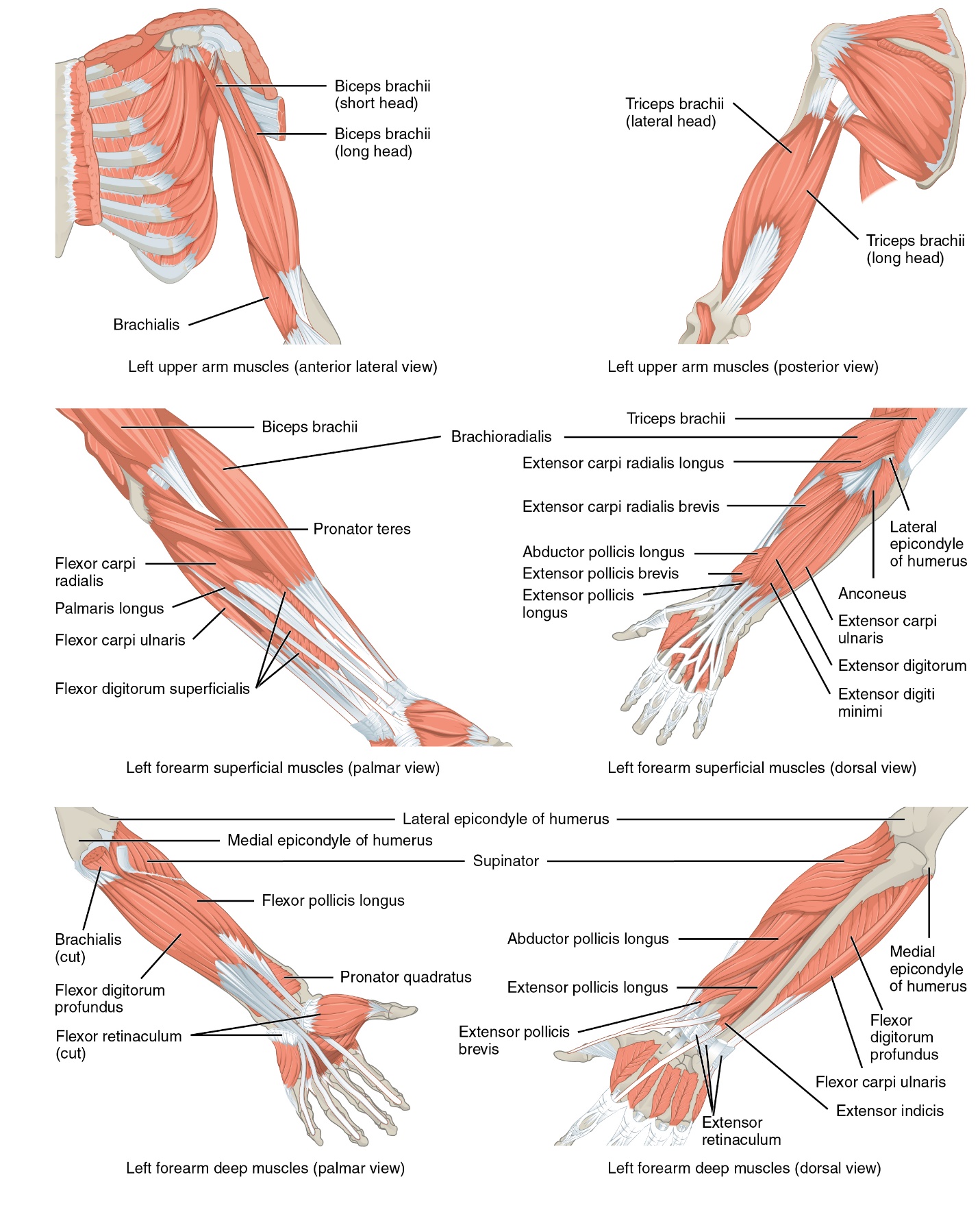 Two diagrams of muscles that move the wrist, hand, and fingers. Image on the left shows the palmar view of the left forearm with brachialis and flexor retinaculum cut to reveal the deeper forearm muscles. The right image depicts a dorsal view of the left forearm muscles.
