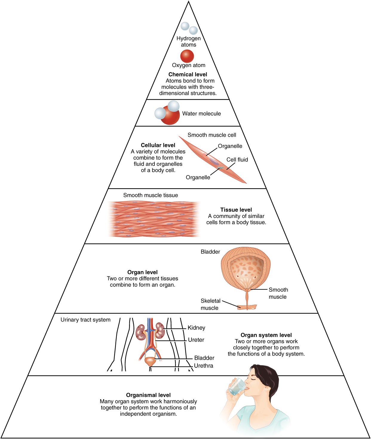 Diagram Of Levels Of Organization