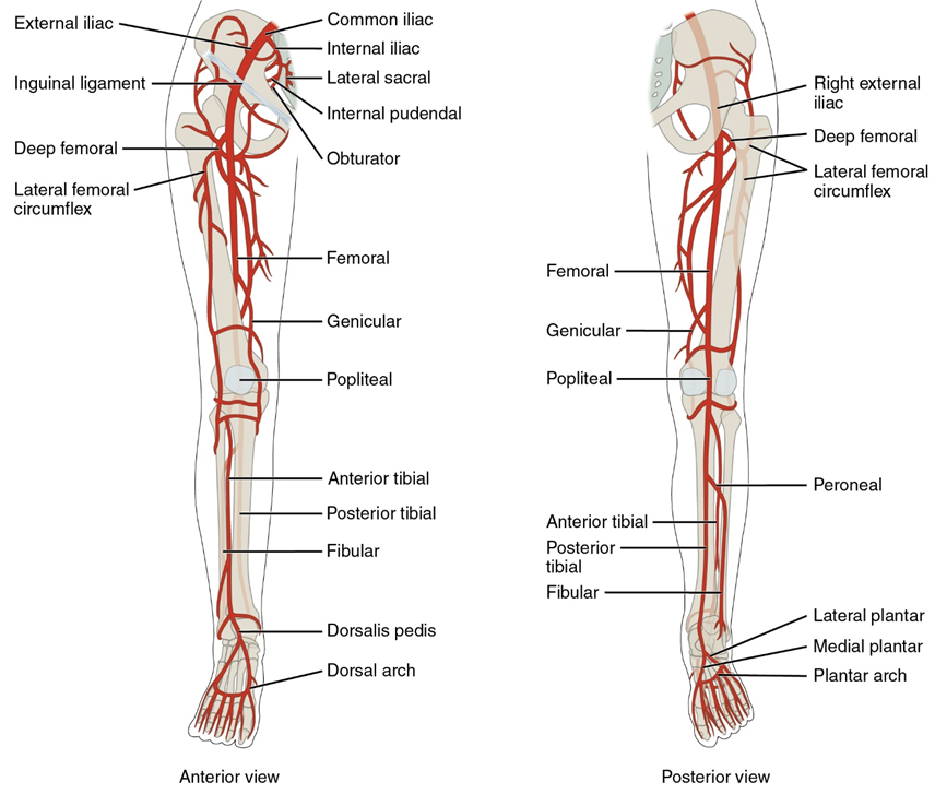 A diagram of the arteries of the leg. Anterior view of the right leg shown on the left and posterior view shown on the right.
