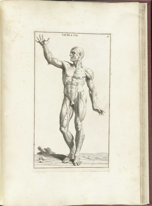 A drawing of a standing naked male figure with right hand raised and muscles numbered.