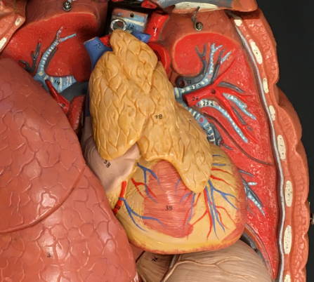 A model of a human heart and thymus photographed close up.