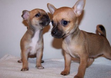 two puppies
