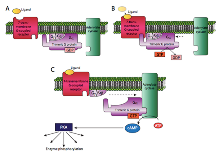 signal transduction pathway camp