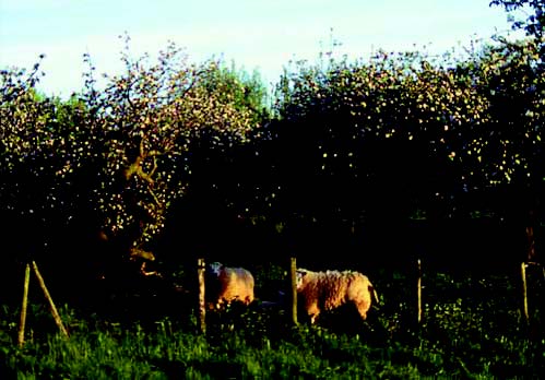 Sheep in a fenced pasture Description automatically generated with low confidence