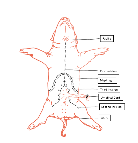 A diagram of a pig ventral view with major dissection incisional lines labeled.