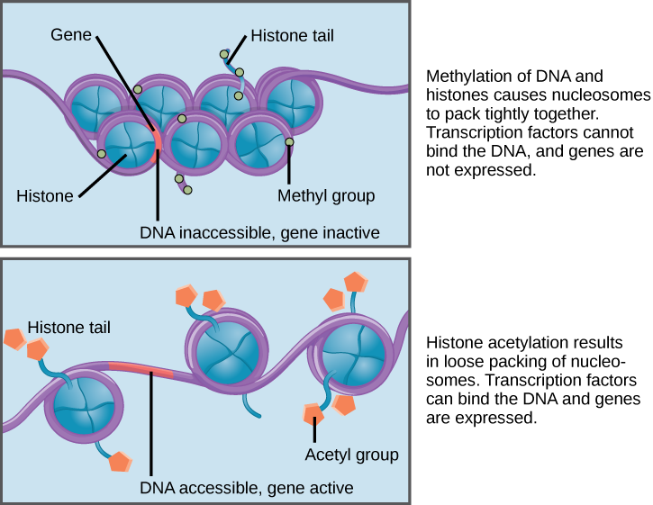 “chapter 5 Transcriptional Regulation” In “fundamentals Of Cell Biology” On Openalg 3491