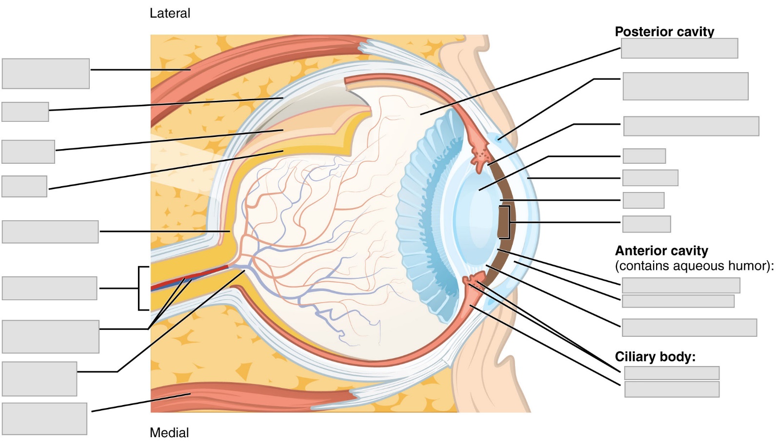 A diagram of the right eye, parasagittal section and medial view with major areas indicated and boxes left blank for labeling.
