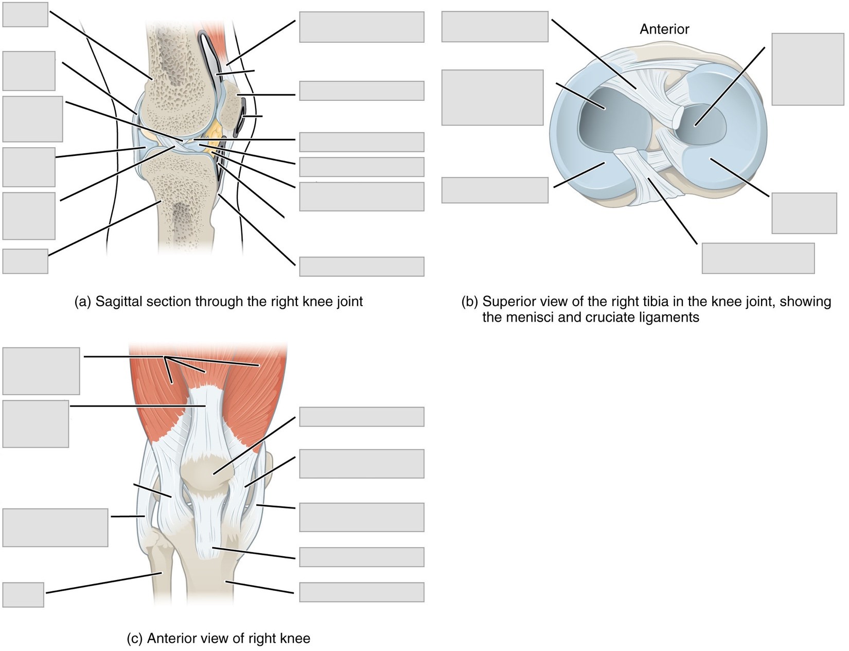 Anatomy And Physiology Lab I On Openalg