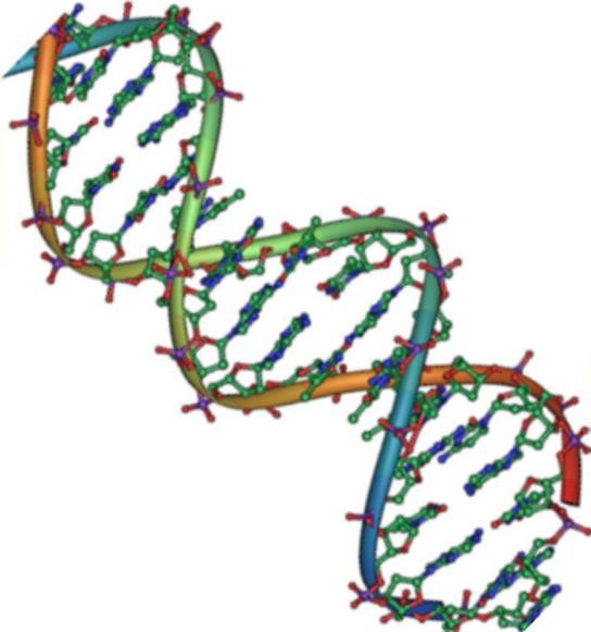 A DNA double helix.