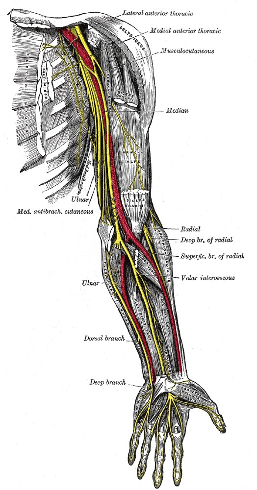 Upper Limb Muscles Nerve Supply