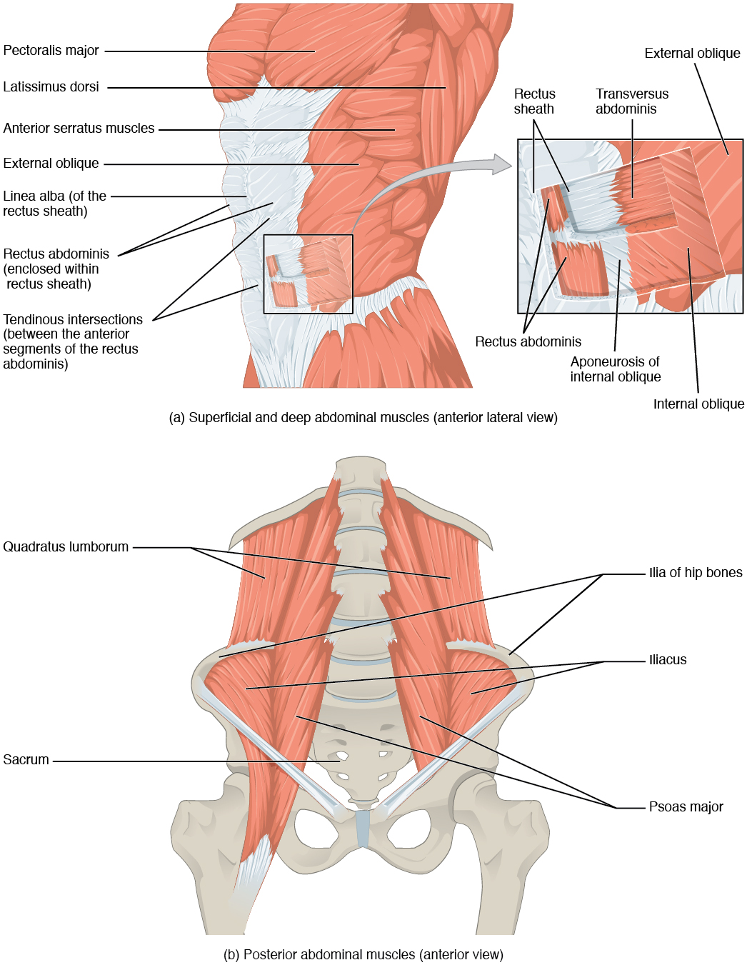 A diagram of the muscles of the abdominal wall, showing portions of the superficial muscles dissected to reveal the deeper muscles.