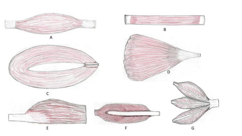 Seven hand drawn images of muscle fascicle arrangements each lettered A-G.