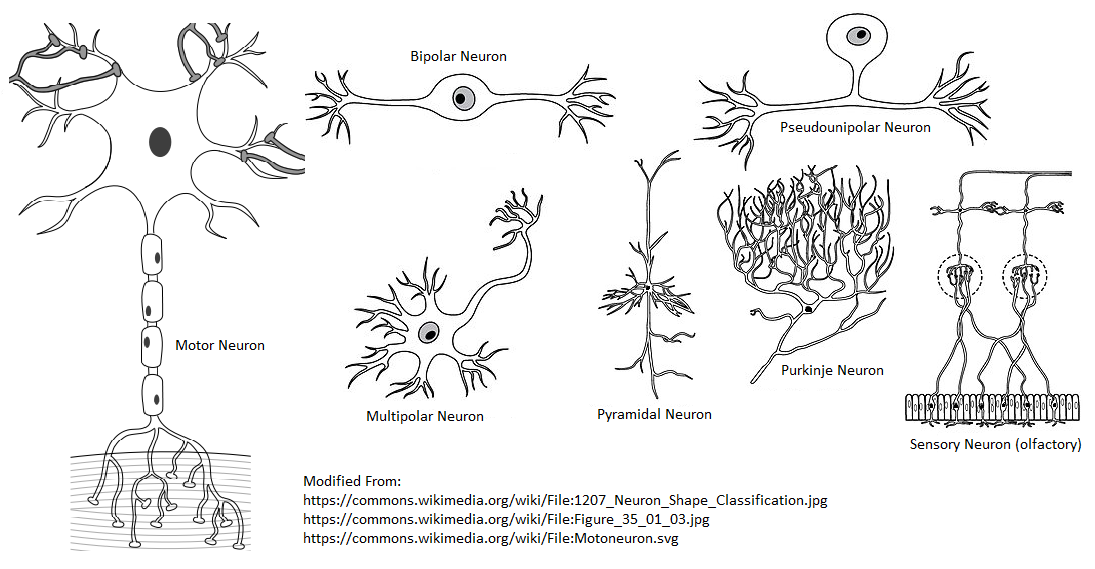 A diagram of the different varieties of neurons in the nervous system. Motor neuron, bipolar neuron, multipolar neuron, pyramidal neuron, Purkinje neuron, pseudounipolar(aka unipolar) neuron, and sensory neuron (olfactory cells) are depicted.