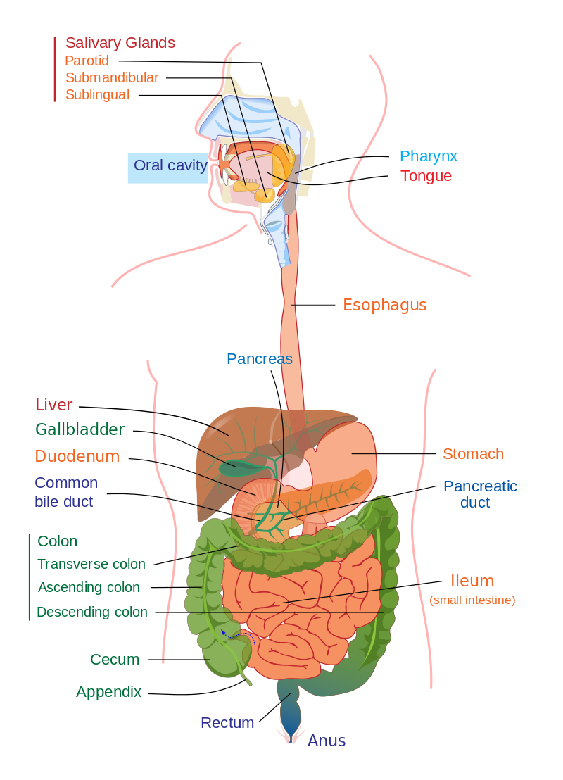 A diagram of the internal organs of the human digestive system. The major accessory organs and the major organs of the gastrointestinal tract are indicated and labeled.