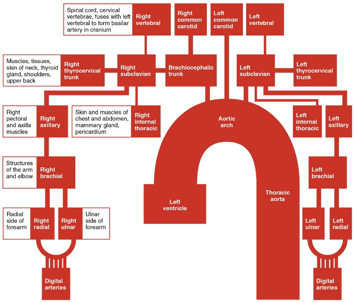 This chart shows how blood flows out of the left ventricle into systemic circulation to the left and right arm. The pathway blood flows through the major arteries in the thoracic upper limb are listed.