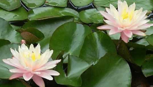 Two Lotus Blossom flowers.