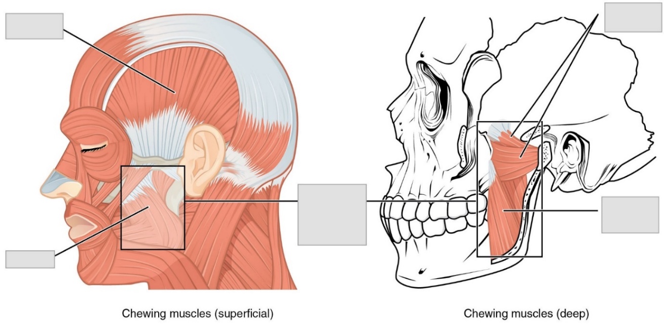 A diagram of the muscles of the jaw with areas indicated for muscles to be labeled.