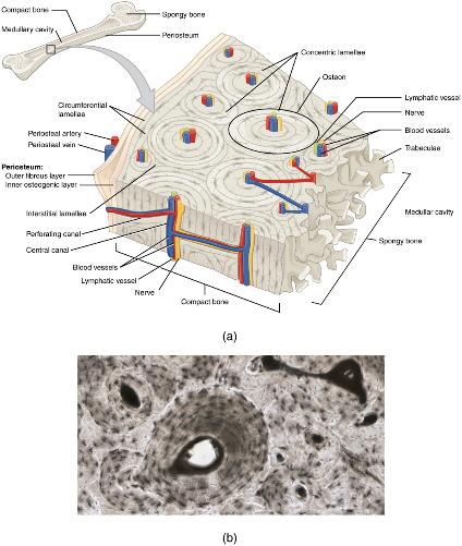 A generic long bone is shown at the top of this illustration. The bone is split in half lengthwise to show its internal anatomy. The outer gray covering of the bone is labeled the periosteum. Within the periosteum is a thin layer of compact bone. The compact bone surrounds a central cavity called the medullary cavity. The medullary cavity is filled with spongy bone at the two epiphyses. A callout box shows that the main image is zooming in on the compact bone on the left side of the bone. On the main image, the periosteum is being peeled back to show its two layers. The outer layer of the periosteum is the outer fibrous layer. This layer has a periosteal artery and a periosteal vein running along its outside edge. The inner layer of the periosteum is labeled the inner osteogenic layer. The compact bone lies to the right of the periosteum and occupies the majority of the main image. Two flat layers of compact bone line the inner surface of the osteogenic periosteum. These sheets of compact bone are called the circumferential lamellae. The majority of the compact bone has lamellae running perpendicular to that of the circumferential lamellae. These concentric lamellae are arranged in a series of concentric tubes. There are small cavities between the layers of concentric lamellae called lacunae. The centermost concentric lamella surrounds a hollow central canal. A blue vein, a red artery, a yellow nerve and a green lymph vessel run vertically through the central canal. A set of concentric lamellae, its associated lacunae and the vessels and nerves of the central canal are collectively called an osteon. The front edge of the diagram shows a longitudinal cross section of one of the osteons. The vessels and nerve are visible running through the center of the osteon throughout its length. In addition, blood vessels can run from the periosteum through the sides of the osteons and connect with the vessels of the central canal. The blood vessels travel through the sides of the osteons via a perforating canal. The open areas between neighboring osteons are also filled with compact bone. This “filler” bone is referred to as the interstitial lamellae. At the far right of the compact bone, the edge of the spongy bone is visible. The spongy bone is a series of crisscrossing bony arches called trabeculae. There are many open spaces between the trabeculae, giving the spongy bone its sponge-like appearance.