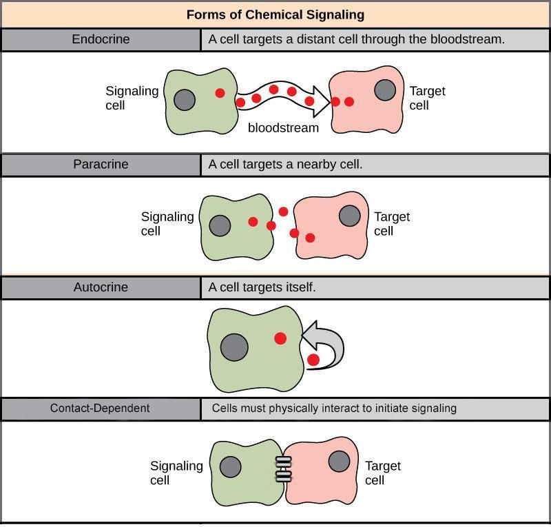 “chapter 11 Principles Of Cell Signaling” In “fundamentals Of Cell Biology” On Openalg