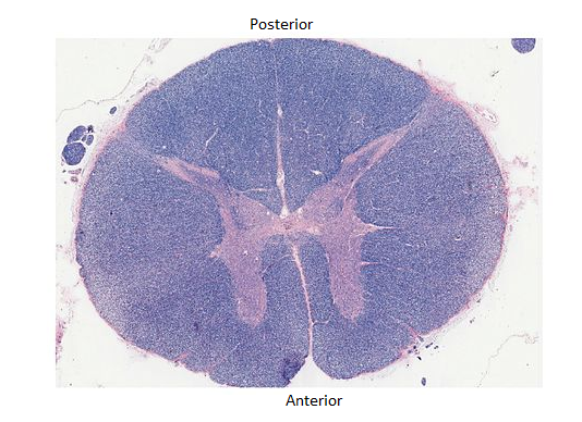 A cross section of the spinal cord with anterior view at the bottom of the image and posterior view at the top.