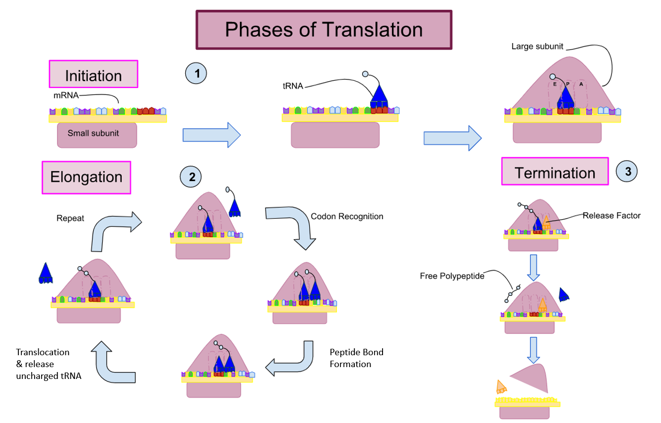  Chapter 4 Translation In Fundamentals Of Cell Biology On OpenALG