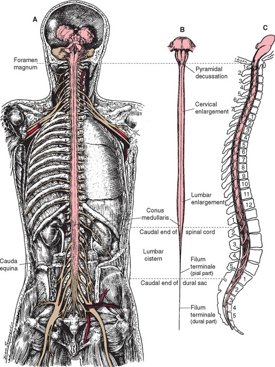 anatomy-and-physiology-lab-i-on-openalg