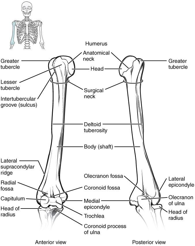 An anterior and posterior diagram of the humerus with labels indicating the major bone markings.